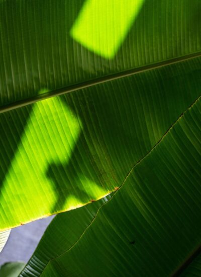 A closeup of green banana leaves growing in sunlight