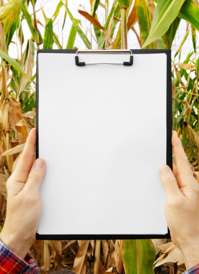 Hands holding a clipboard with blank white paper on maize corn field background summer time