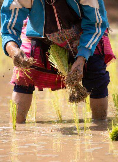 Asian farmer transplant rice seedlings in rice field. Farmer planting rice in the rainy season in Thailand.