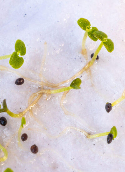 Close-up of sprouted tiny oregano herb seeds on wet paper towel in germinate container